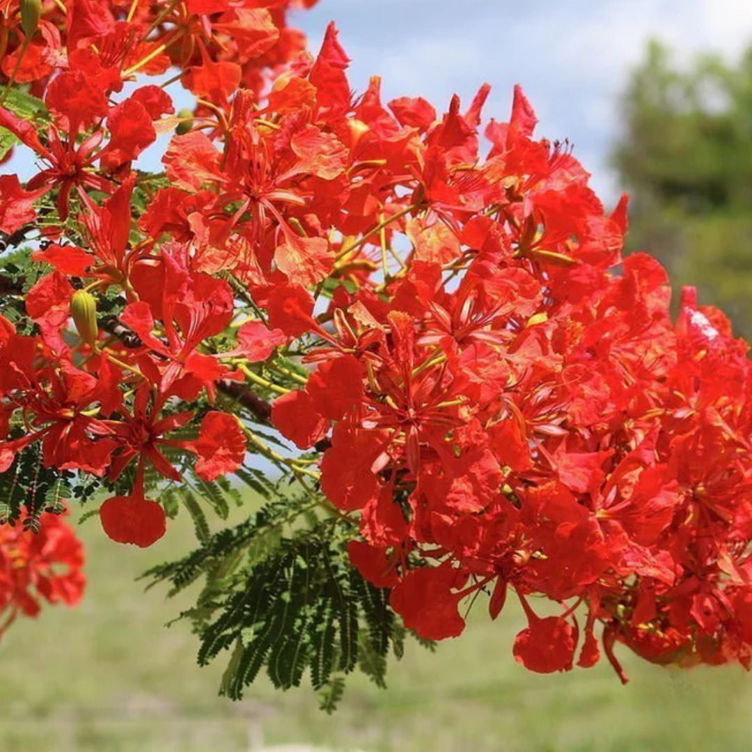 Poinciana 200mm