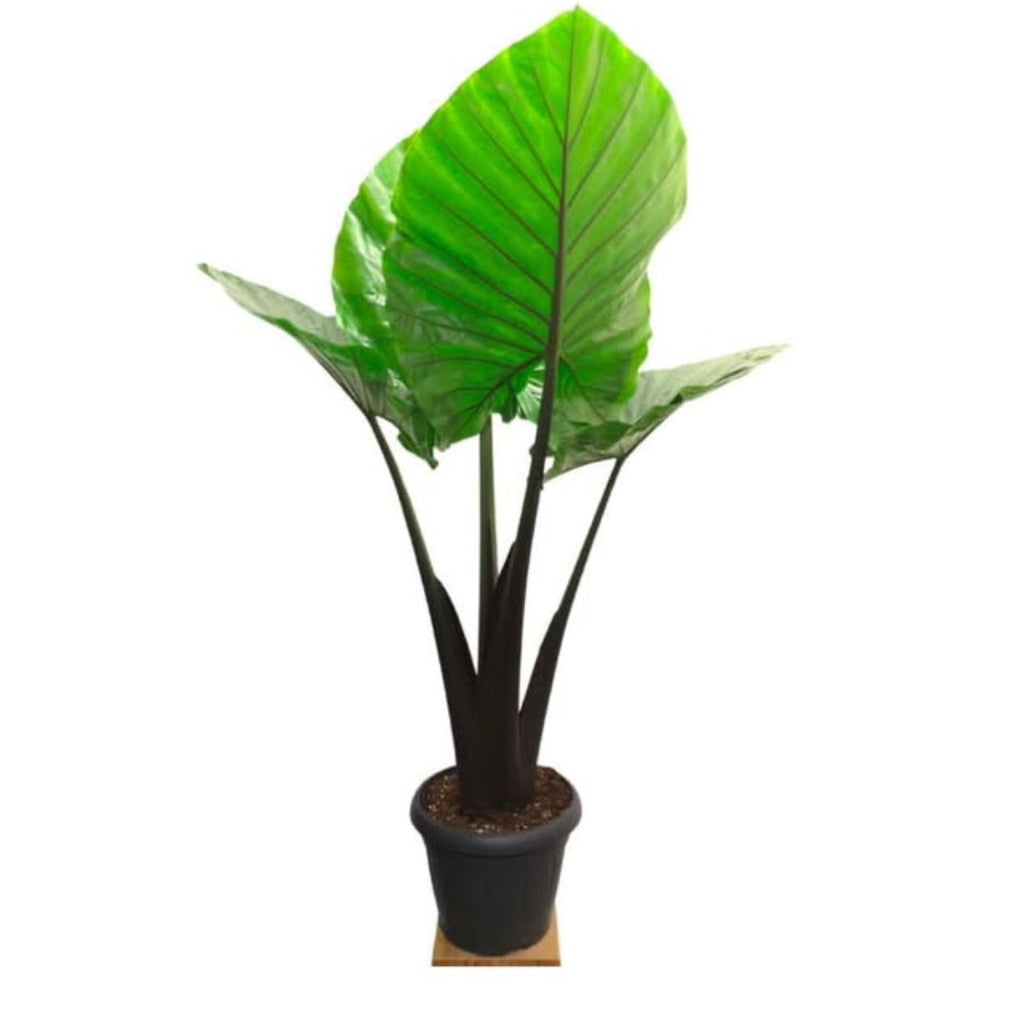 Alocasia Dark Star 130mm