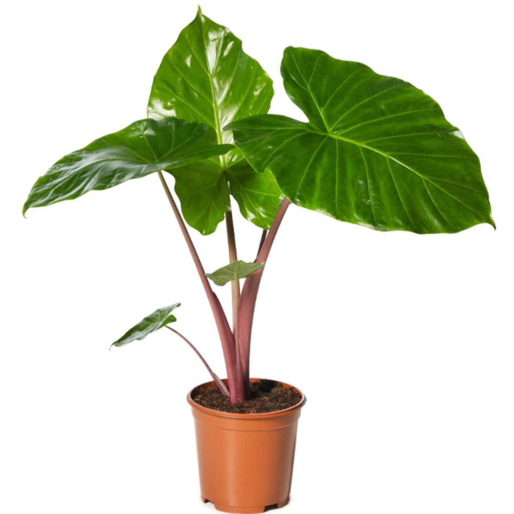 Alocasia Imperial Red 130mm