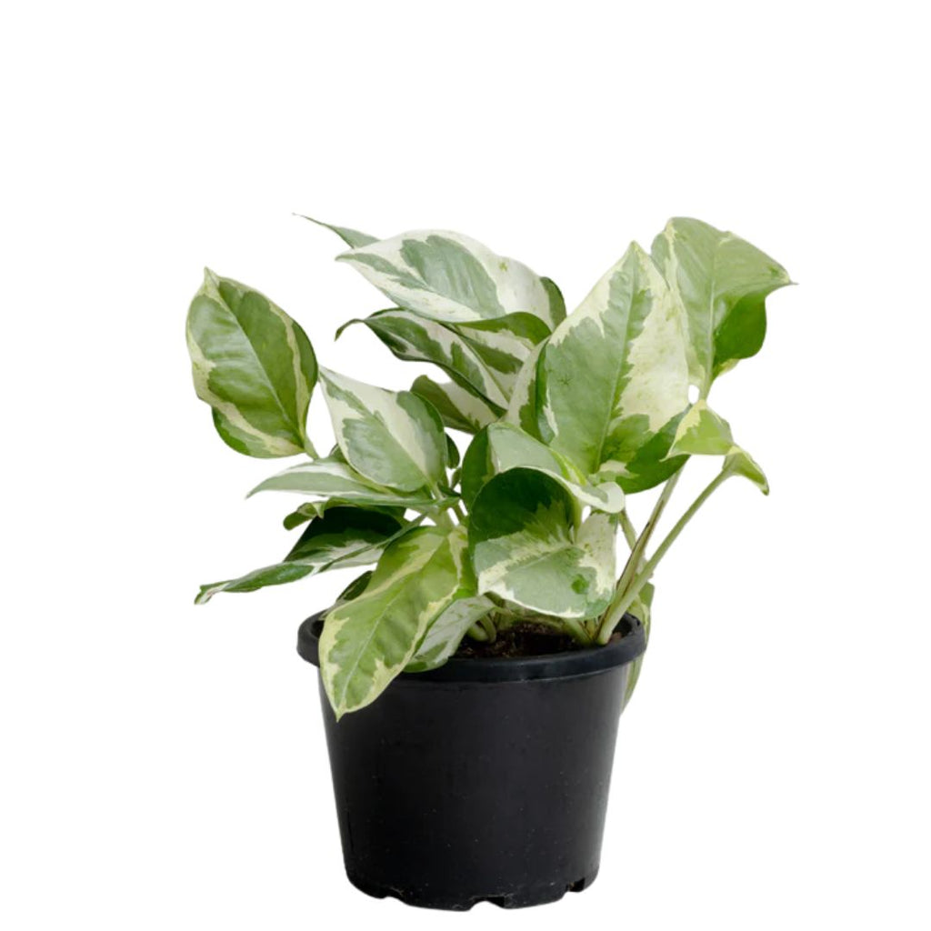 Pothos Snow Queen 130mm