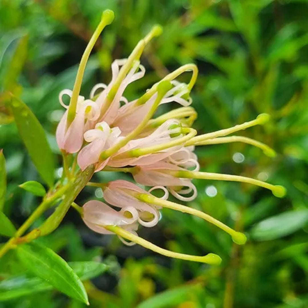 Grevillea Forest Rambler 140mm