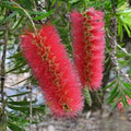 Callistemon Hannah Ray 140mm