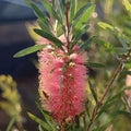 Callistemon Pink Champagne 140mm