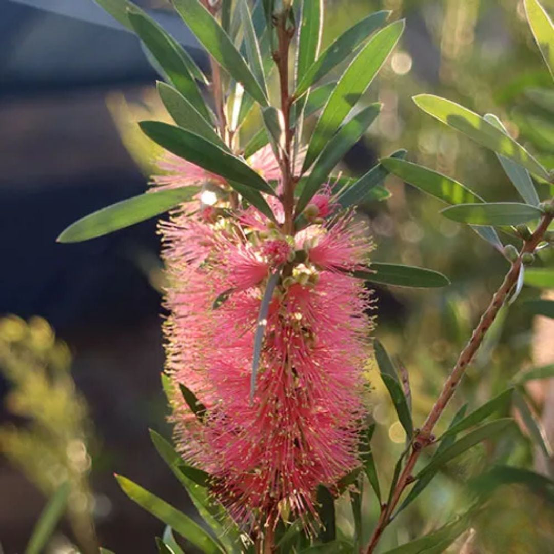 Callistemon Pink Champagne 140mm