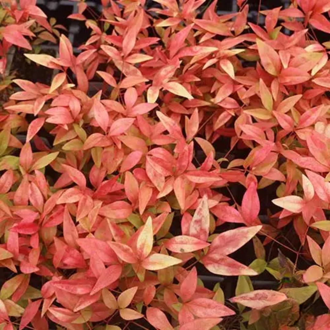 Nandina Firepower 140mm