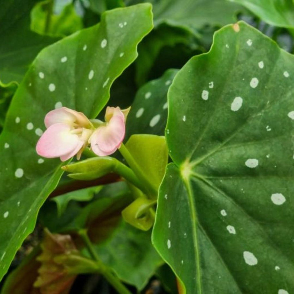 Begonia Polka Dot 130mm