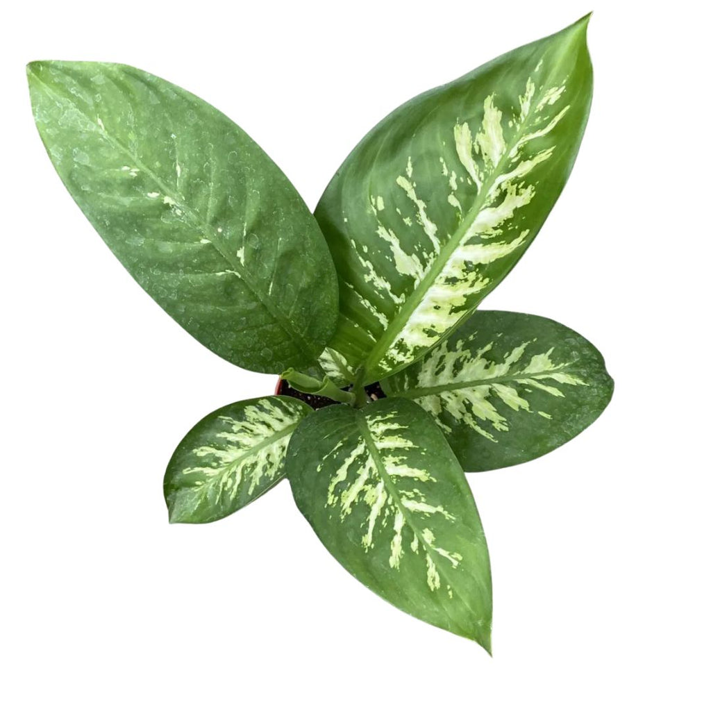 Dieffenbachia Snow 130mm