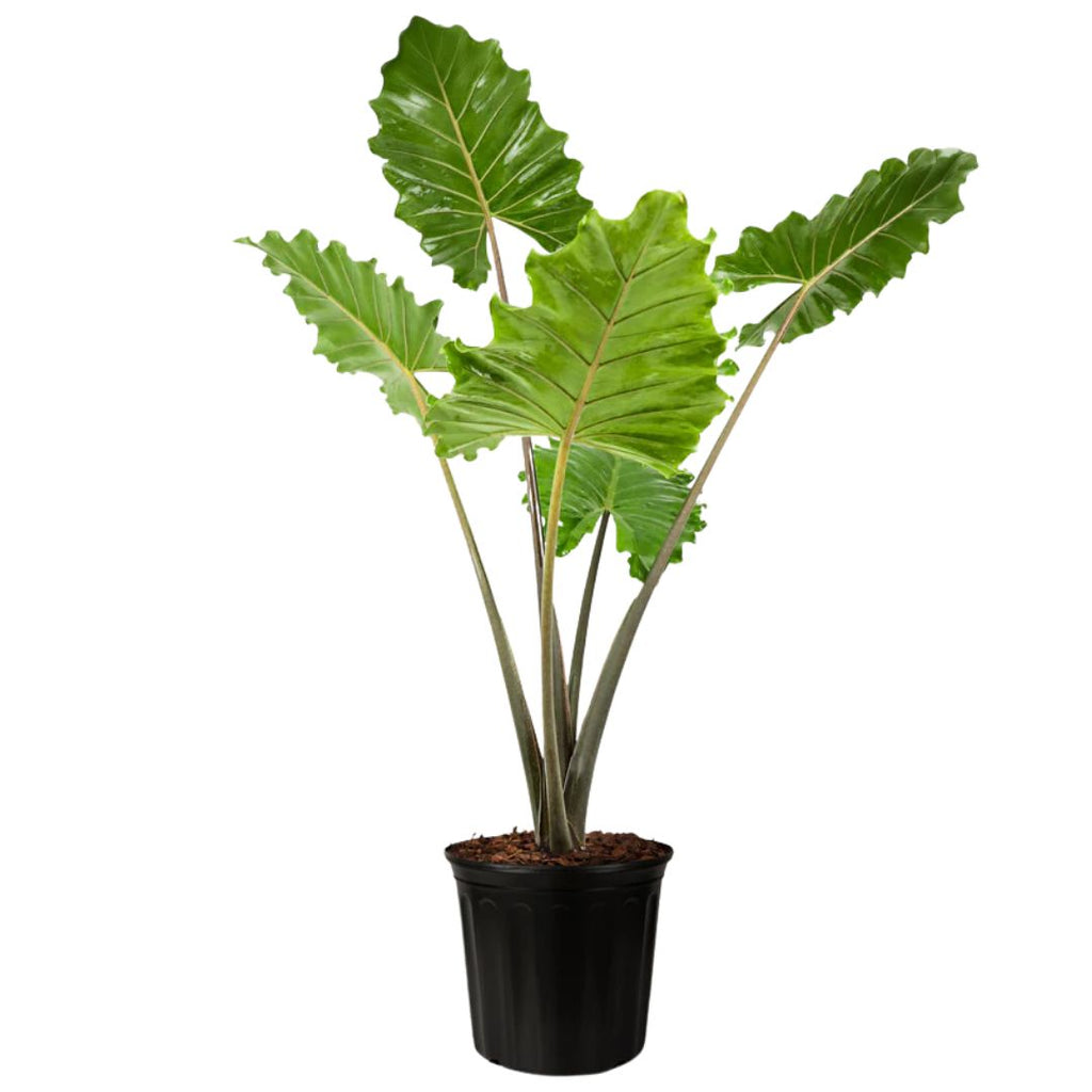Alocasia Portadora 200mm