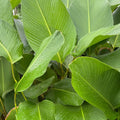 Calathea Lutea 300mm