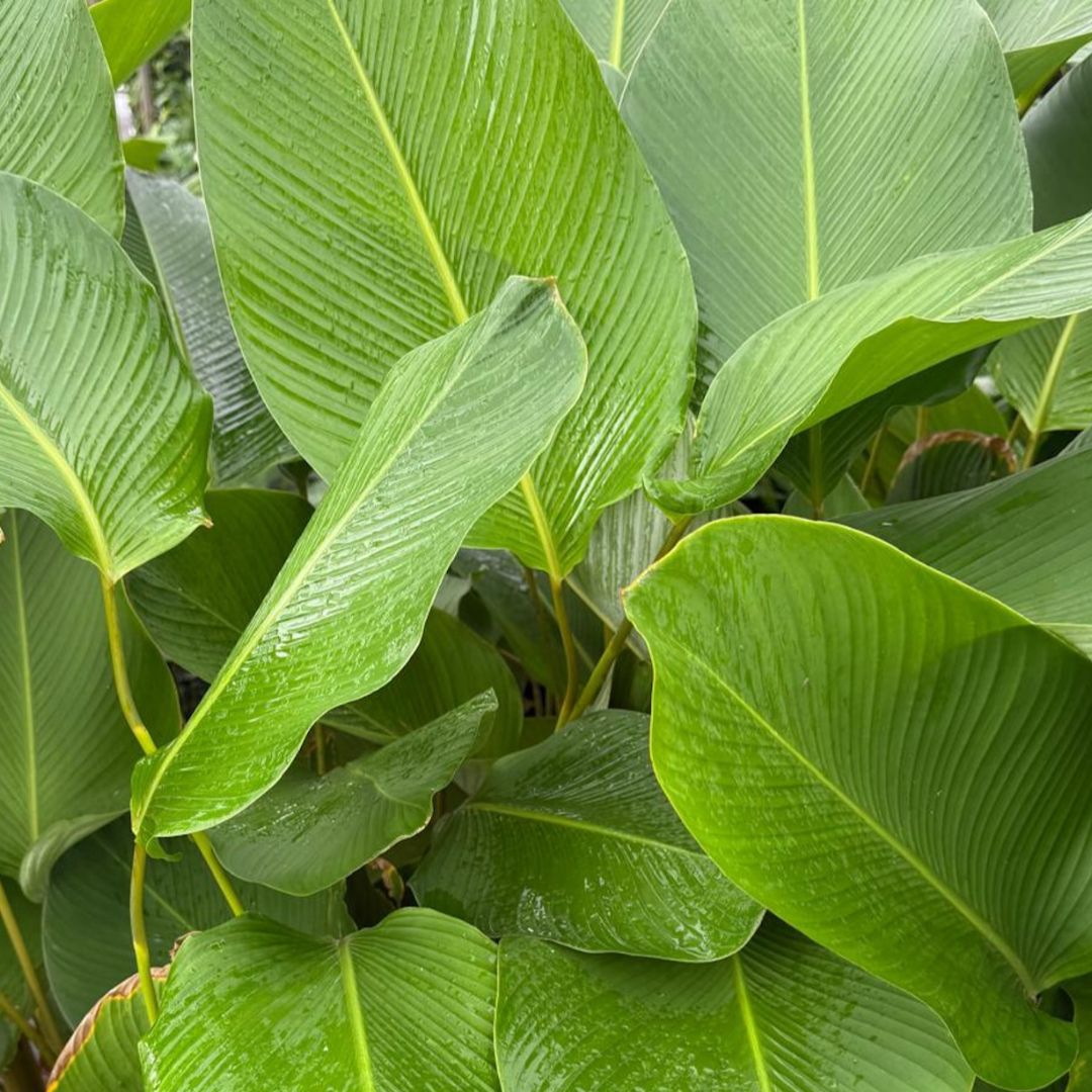 Calathea Lutea 300mm