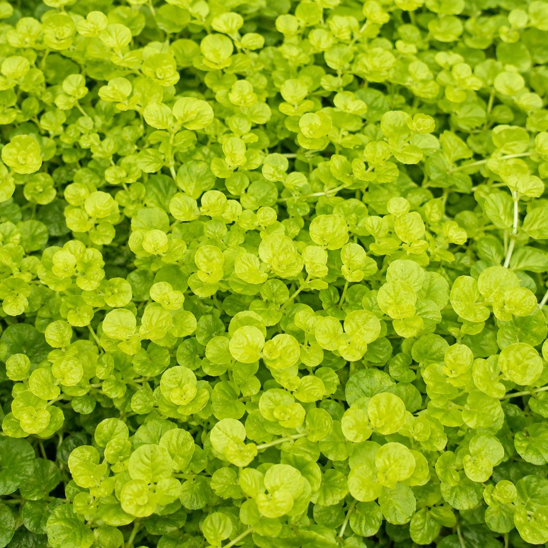 Lysimachia Nummularia Aurea 140mm