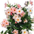 Dipladenia Sun Parasol Giant Peach Sunrise 140mm