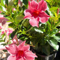 Dipladenia Sun Parasol Pink Blush 140mm