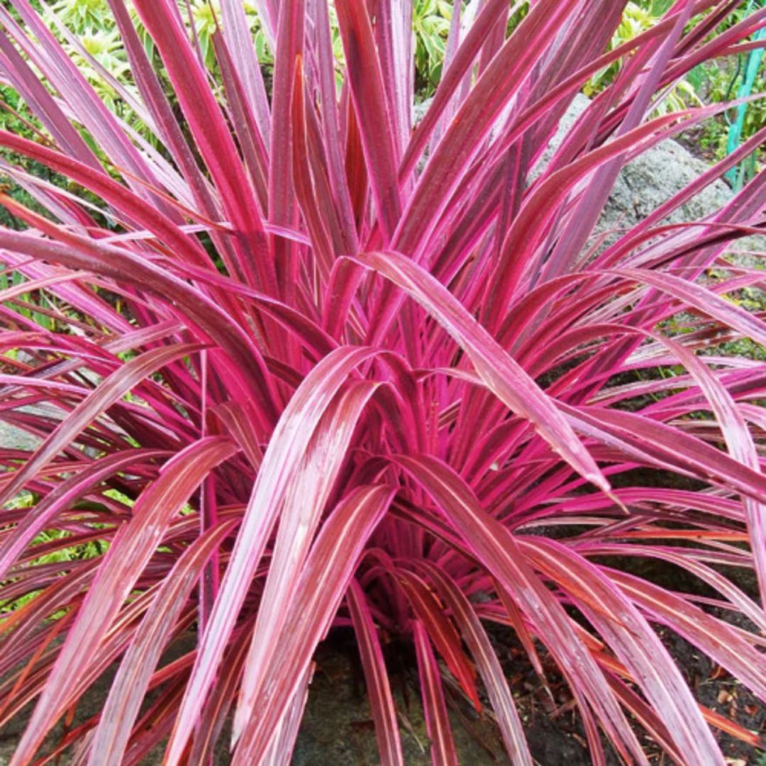 Cordyline Eletric Pink 140mm