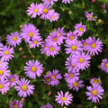 Brachyscome Fresco Bright Pink 140mm