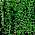 Senecio String Of Pearls 130hb