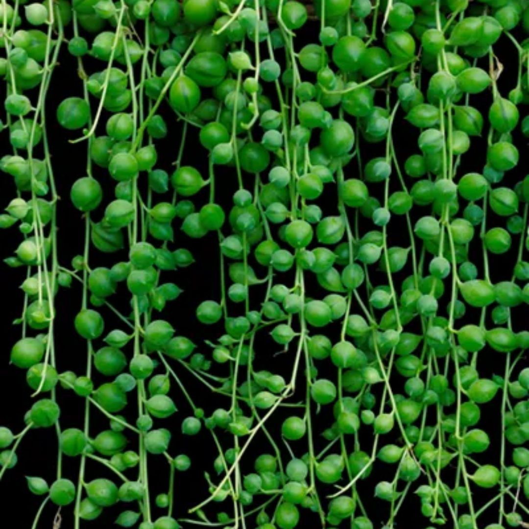 Senecio String Of Pearls 130hb
