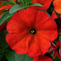 Petunia Supercal Red Maple 140mm