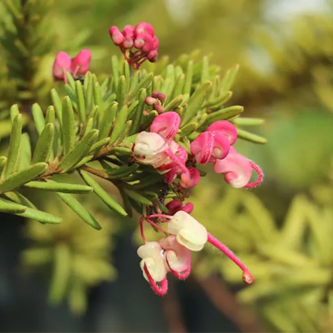 Grevillea Wooly Bear Hero 140mm