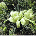 Grevillea Mello Yellow 200mm