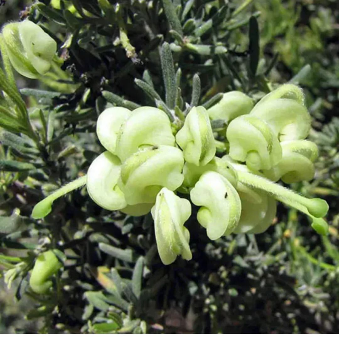 Grevillea Mello Yellow 200mm
