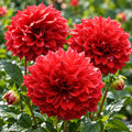 Dahlia Topia 140mm