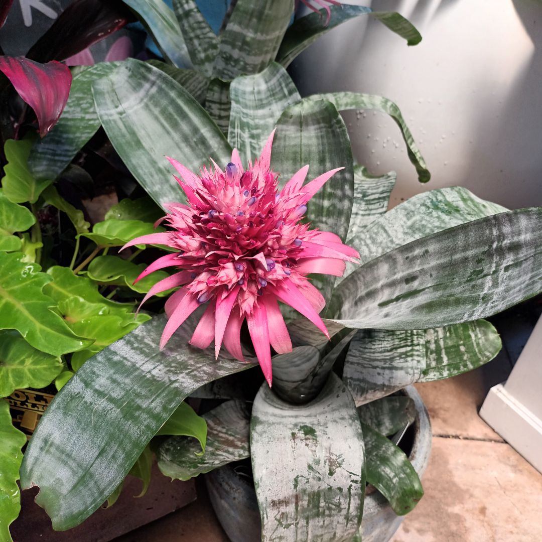 Aechmea Primera 180mm