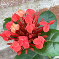 Ixora Coral Fire 140mm
