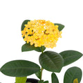 Ixora Gold Fire 200mm