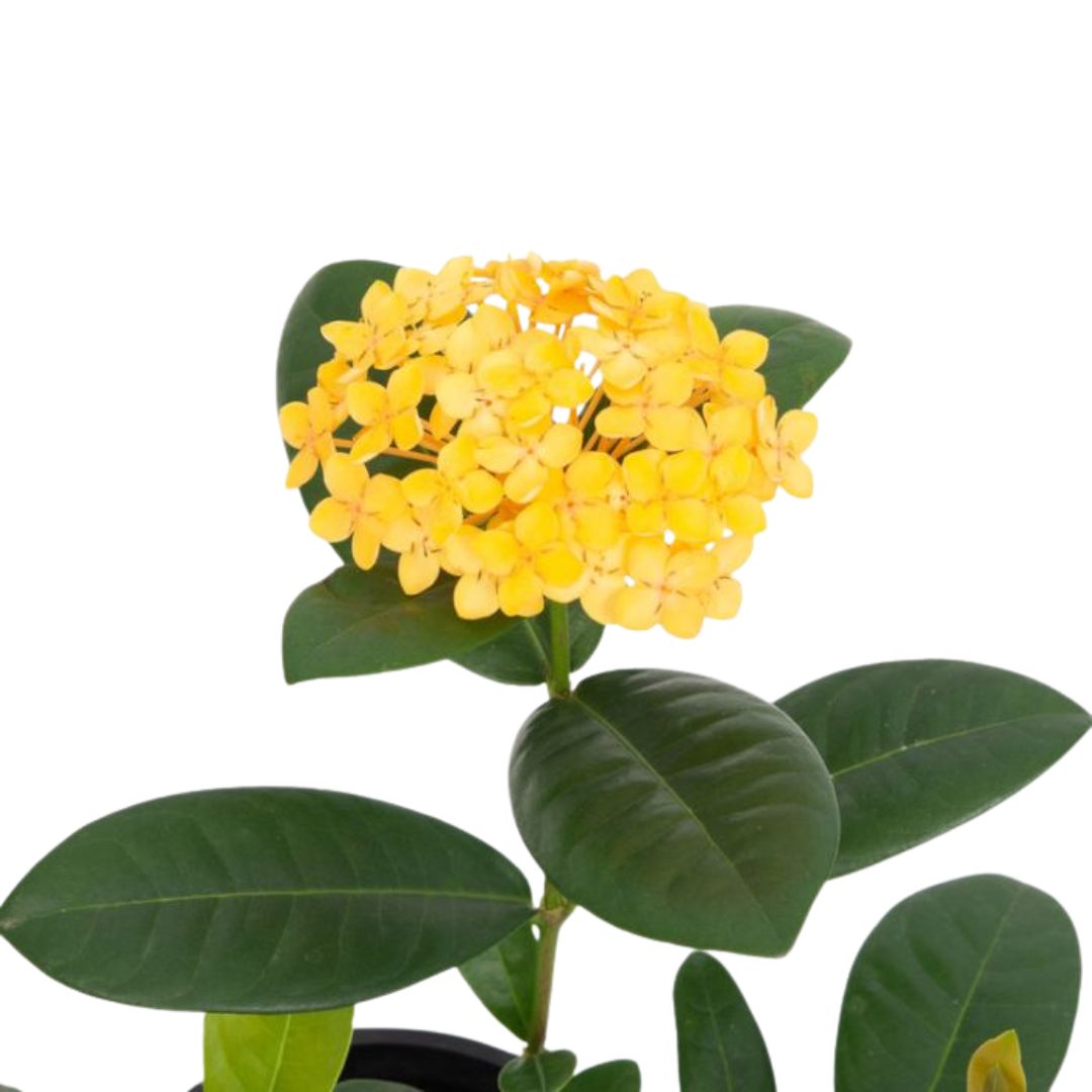 Ixora Gold Fire 200mm