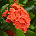 Ixora Prince Of Orange 200mm
