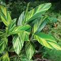 Alpinia Zerumbet Variegata 100mm