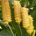 Calathea Yellow Rattler 300mm