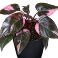 Philodendron Pink Princess 140mm