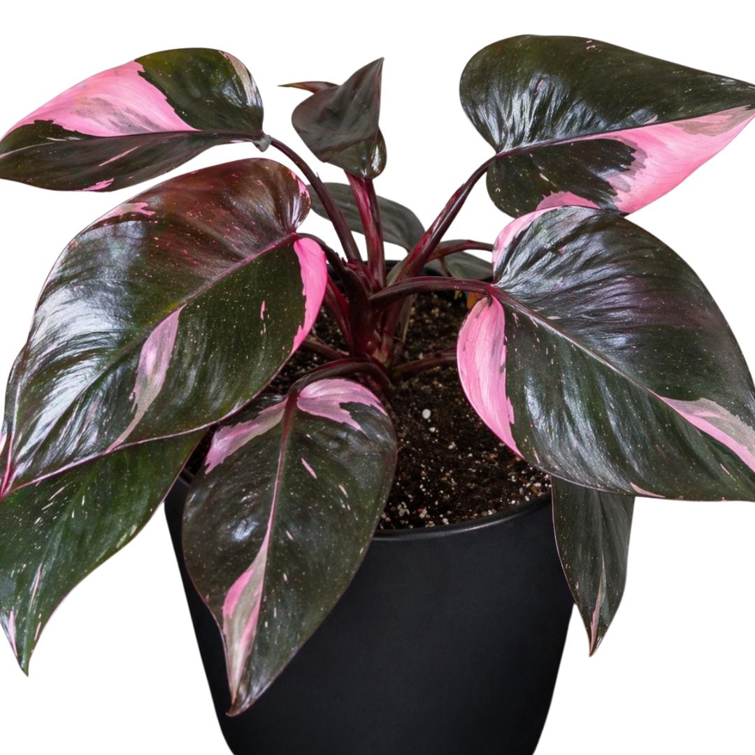 Philodendron Pink Princess 140mm