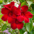 Mandevilla  Aloha Burgundy 140mm