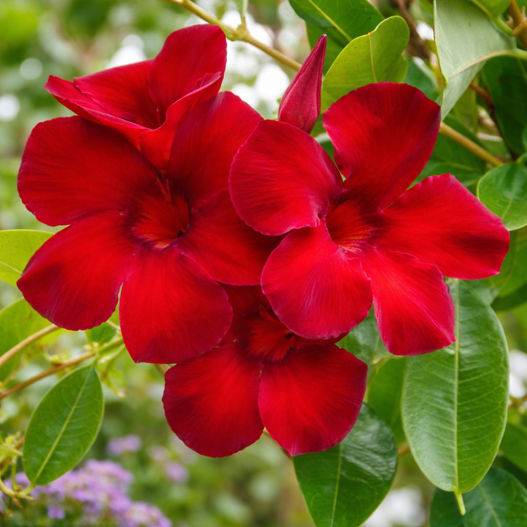 Mandevilla  Aloha Burgundy 140mm
