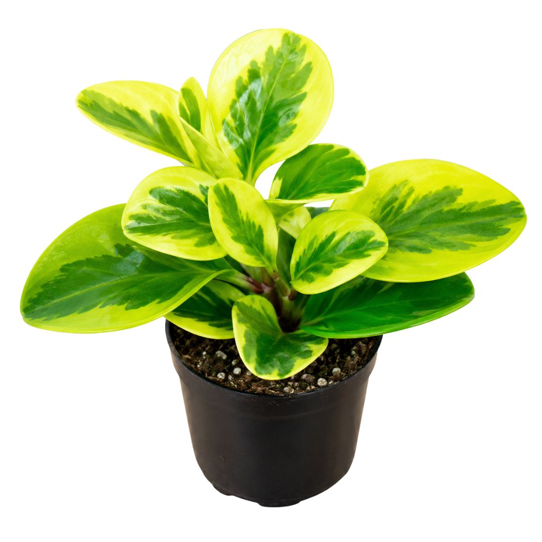 Peperomia Lemon Lime 130mm