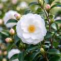 Camellia Star Above Star 140mm