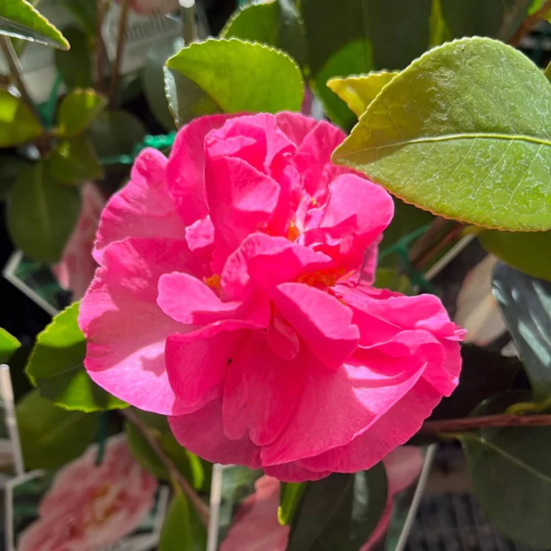 Camellia Bert Jones 140mm