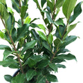 Ficus Benjamina 125mm