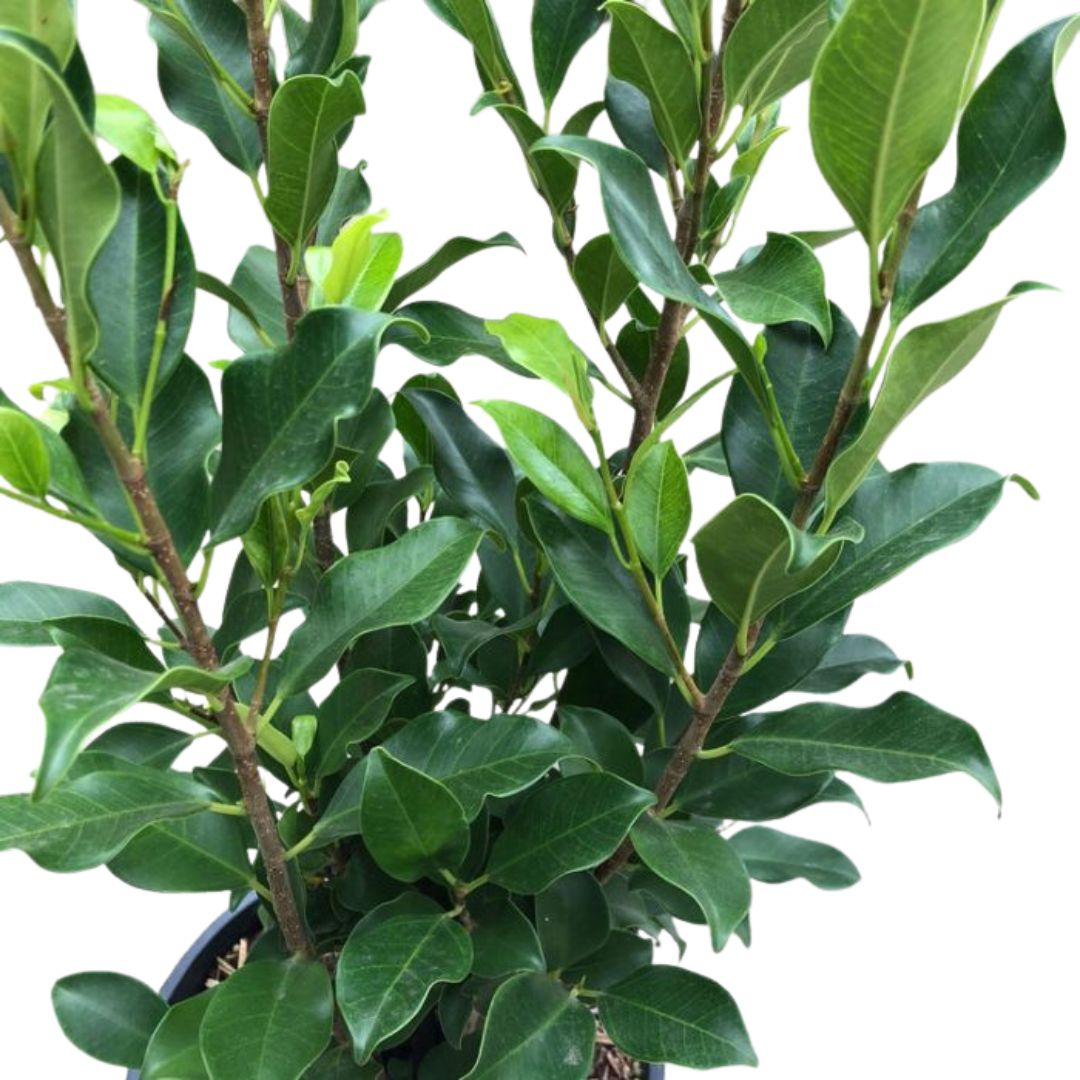 Ficus Benjamina 125mm