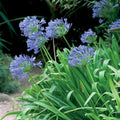 Agapanthus Purple Cloud 140mm