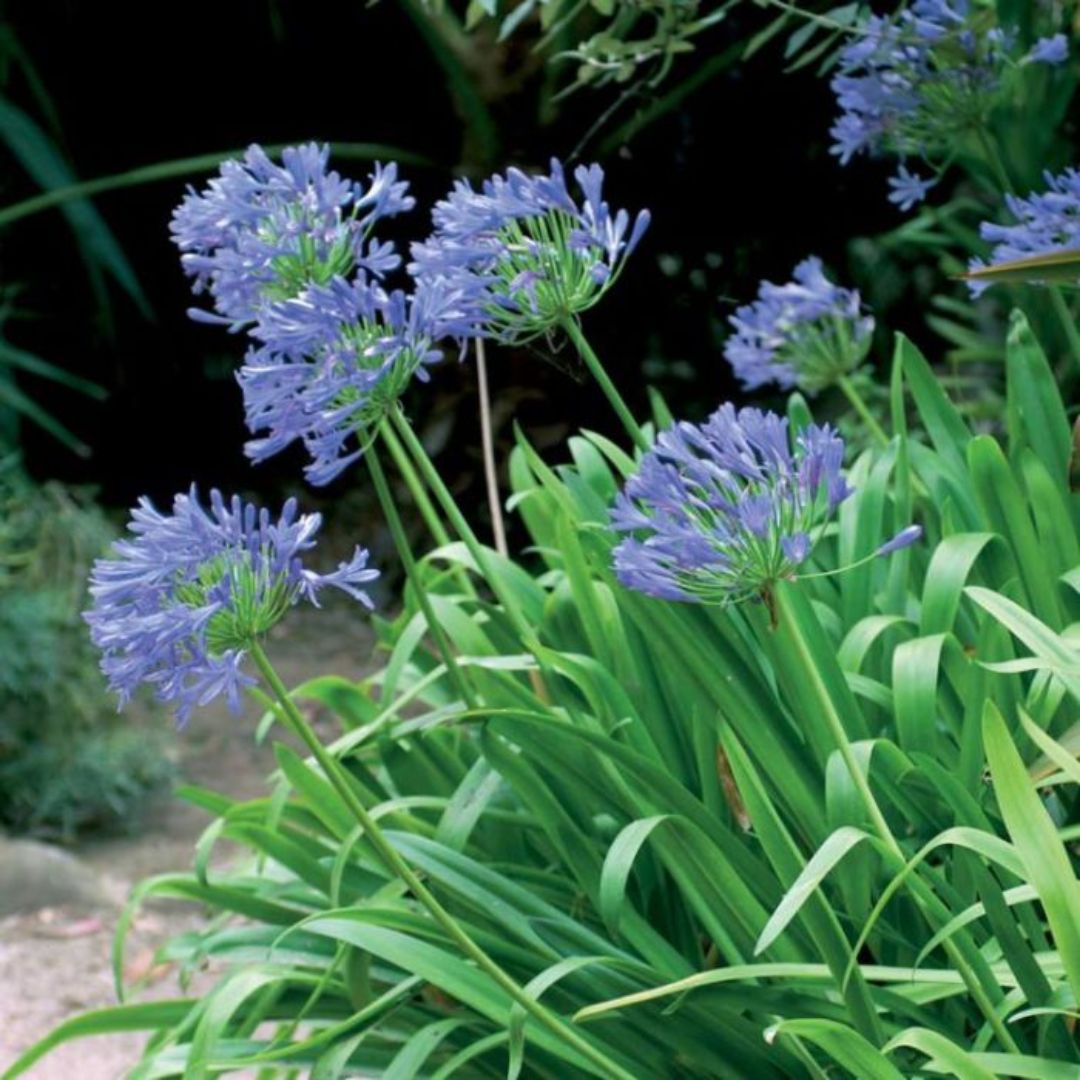 Agapanthus Purple Cloud 140mm