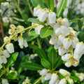 Pieris Temple Bells 140mm