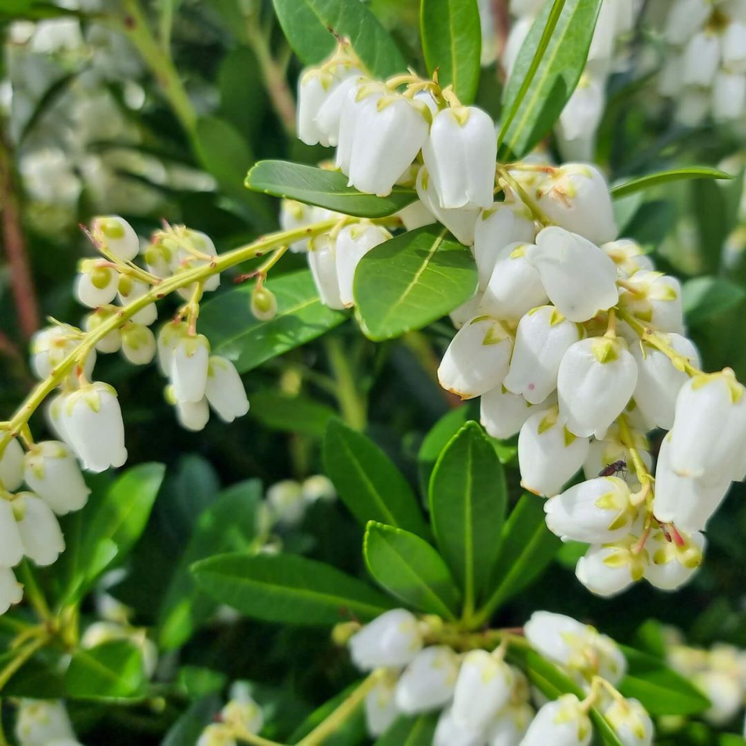 Pieris Temple Bells 140mm