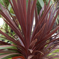 Cordyline Red Star 140mm