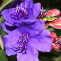Tibouchina Alstonville 200mm