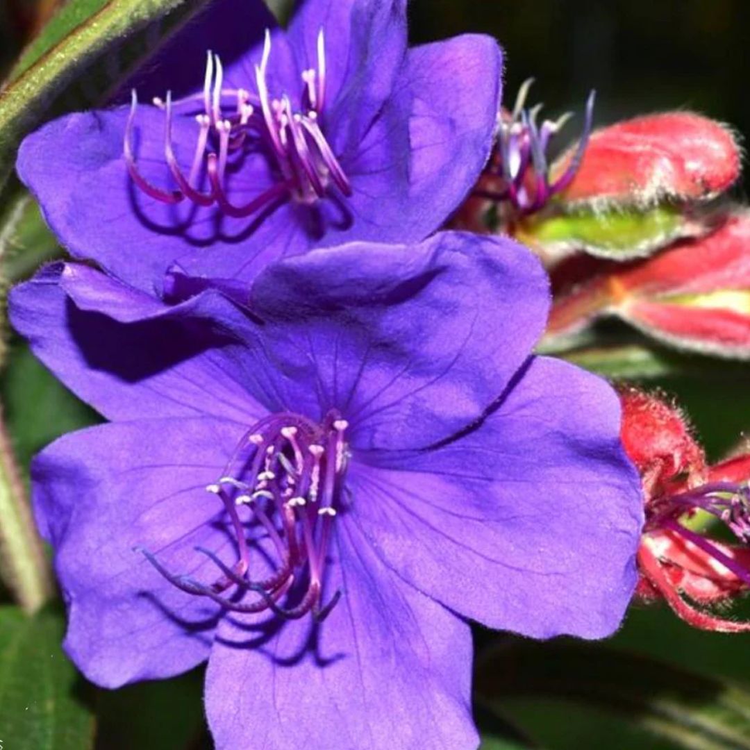 Tibouchina Alstonville 200mm