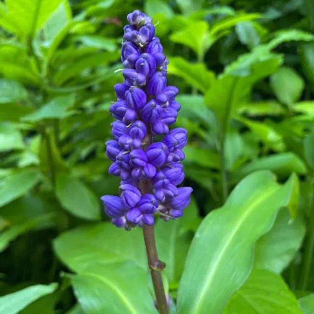 Blue Ginger 200mm
